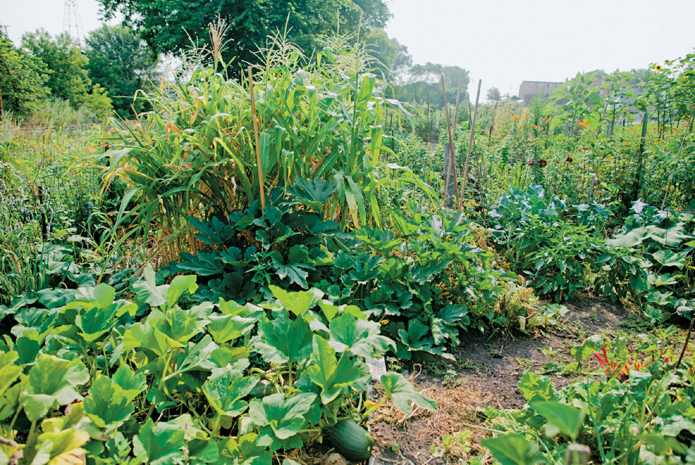 My neighborhood community garden started my love affair with soil This - photo 3