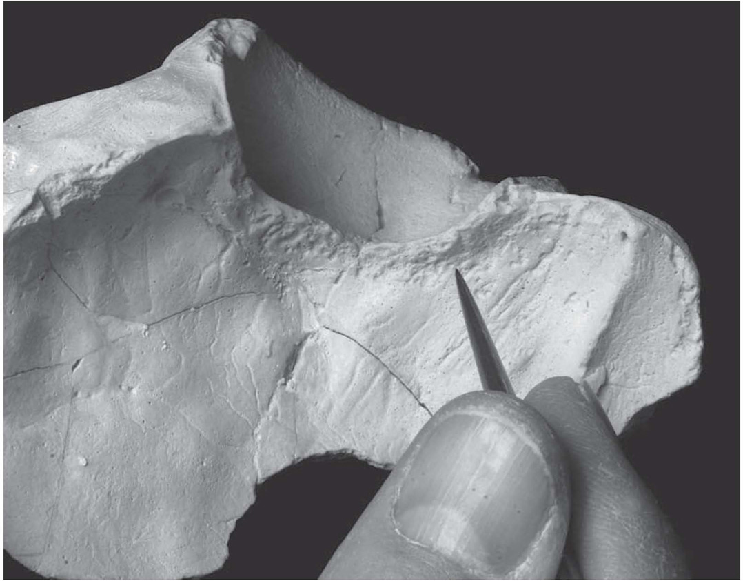 View of the inside of the fossilized skull of a young male Homo erectus The - photo 3