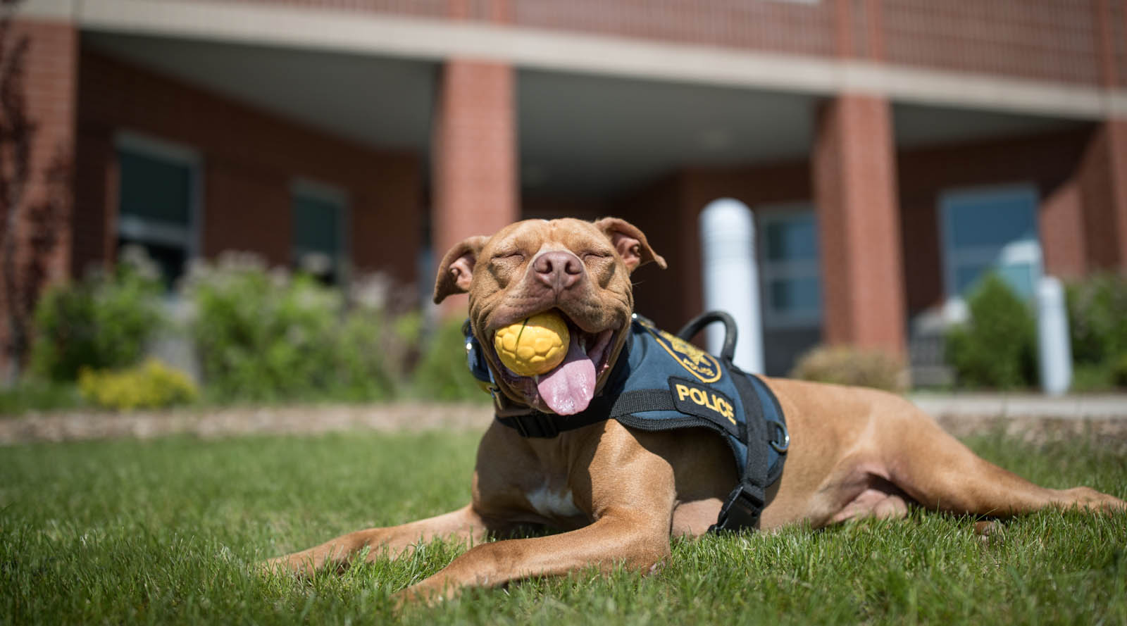 about which lucky pittie will find her way into their one availablefoster home - photo 8