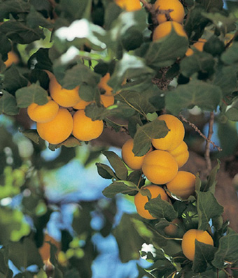 Apricot tree laden with fruit in June near Deir Attaya Syria Foreword IN - photo 4