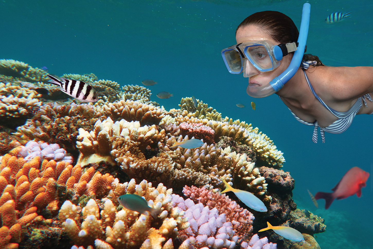 Snorkeling or diving the Great Barrier Reef is tops on the list for many - photo 7