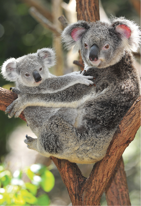 Several wildlife parks in and nearby Sydney offer chances to get up close to - photo 12