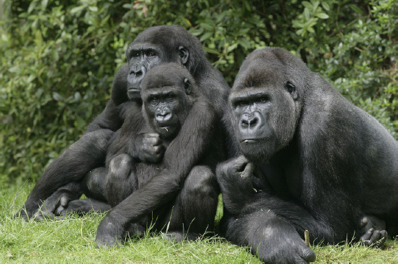 The several different gorilla species and subspecies are relative latecomers to - photo 4