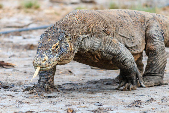 The worlds largest living lizard the Komodo dragon was officially discovered in - photo 5