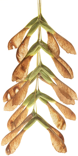 Winged fruits samaras of boxelder Acer negundo hang in long narrow - photo 1