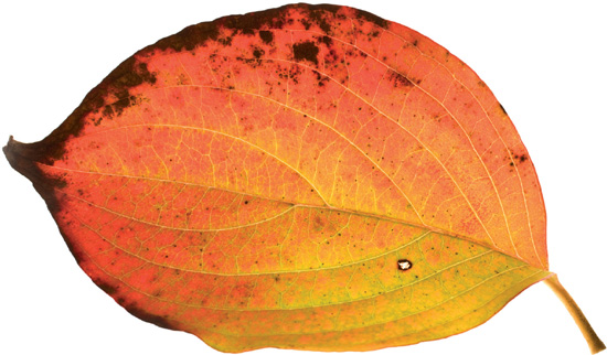 The flowering dogwood Cornus florida leaf has interesting color and a - photo 4