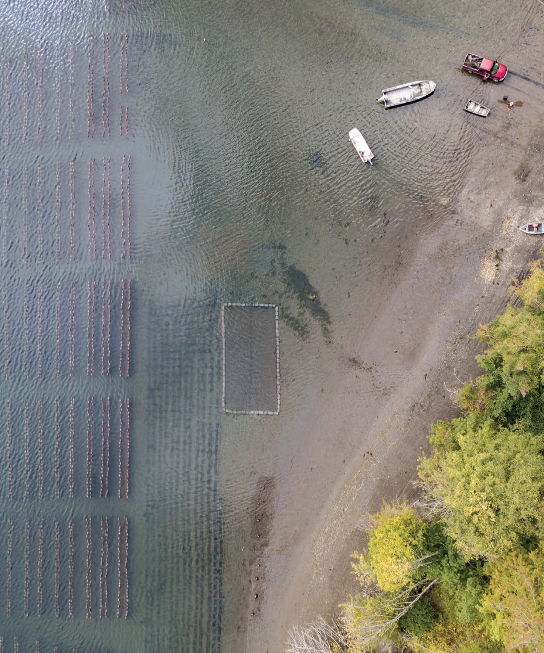 An overhead look at oysters growing at Chelsea Farms in Olympia Washington G - photo 6