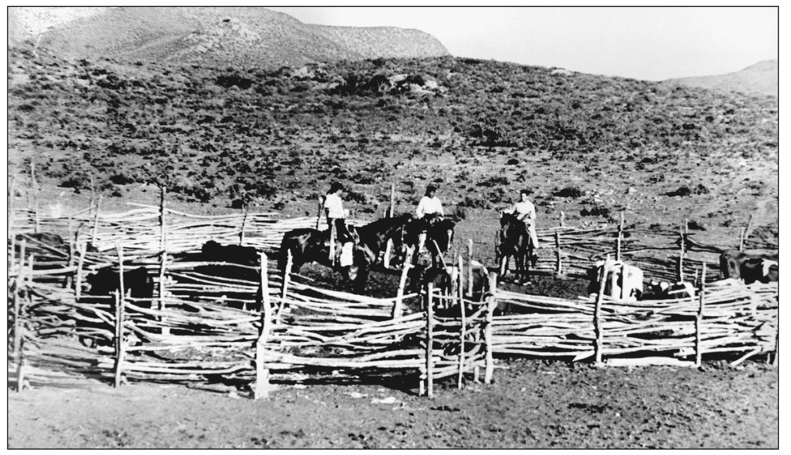 Cattle like these in this crude corral were the focus of life during the short - photo 9