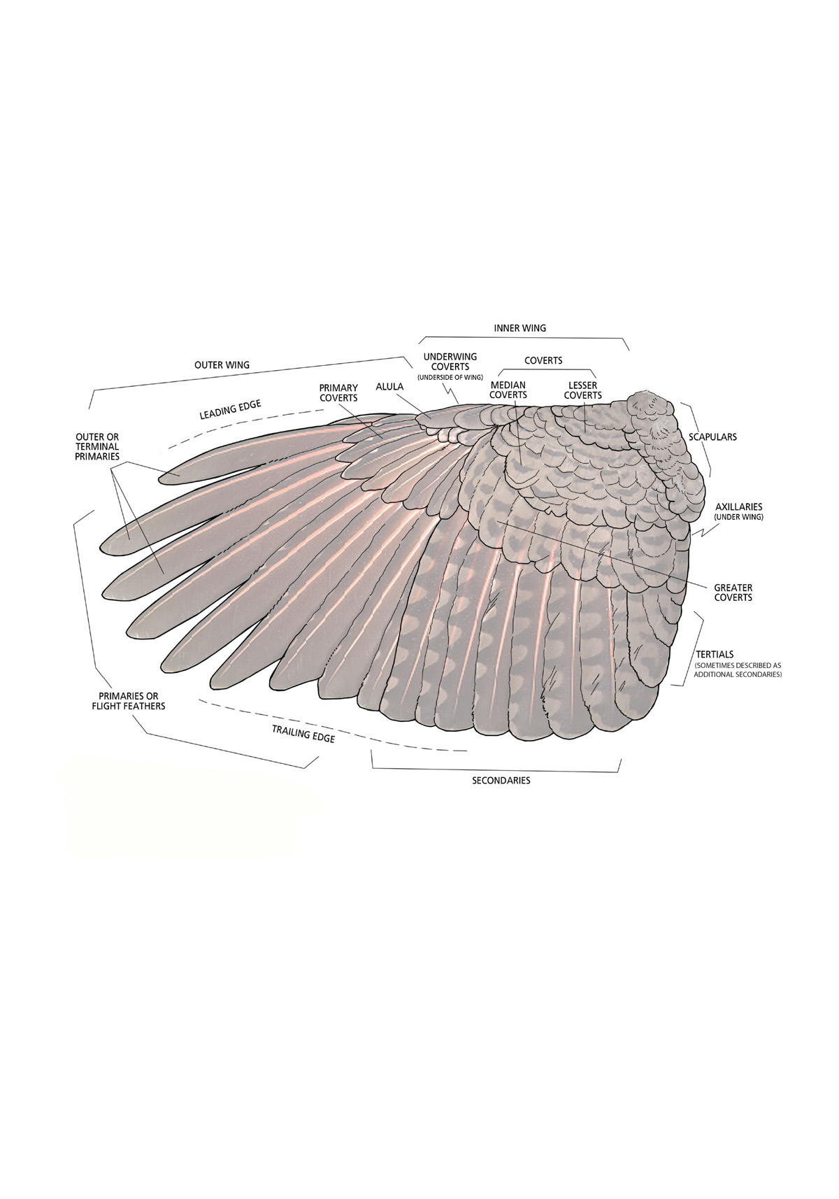 ANATOMY AND ADAPTATION For centuries the anatomy of woodpeckers has - photo 3