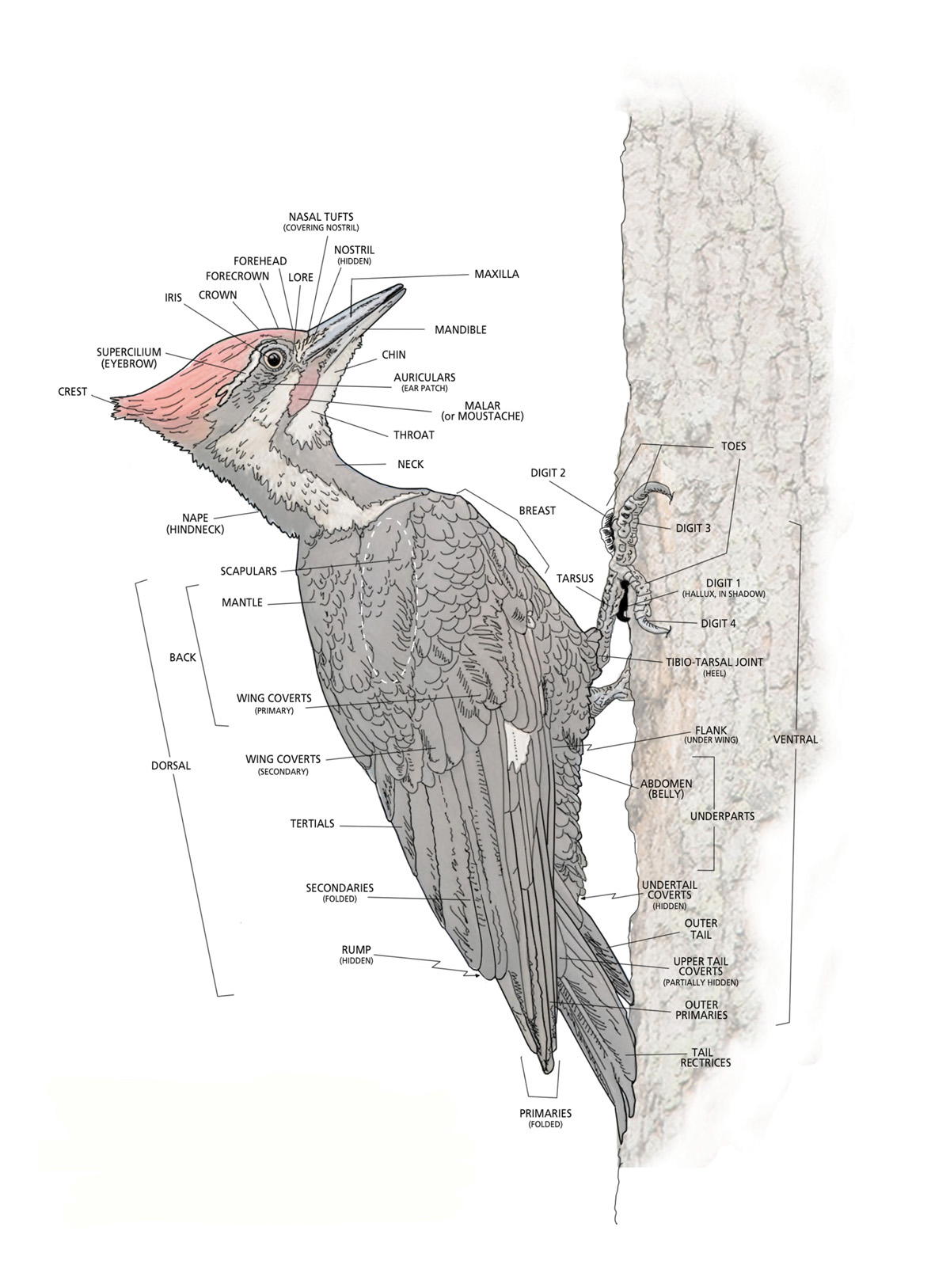 ANATOMY AND ADAPTATION For centuries the anatomy of woodpeckers has - photo 2