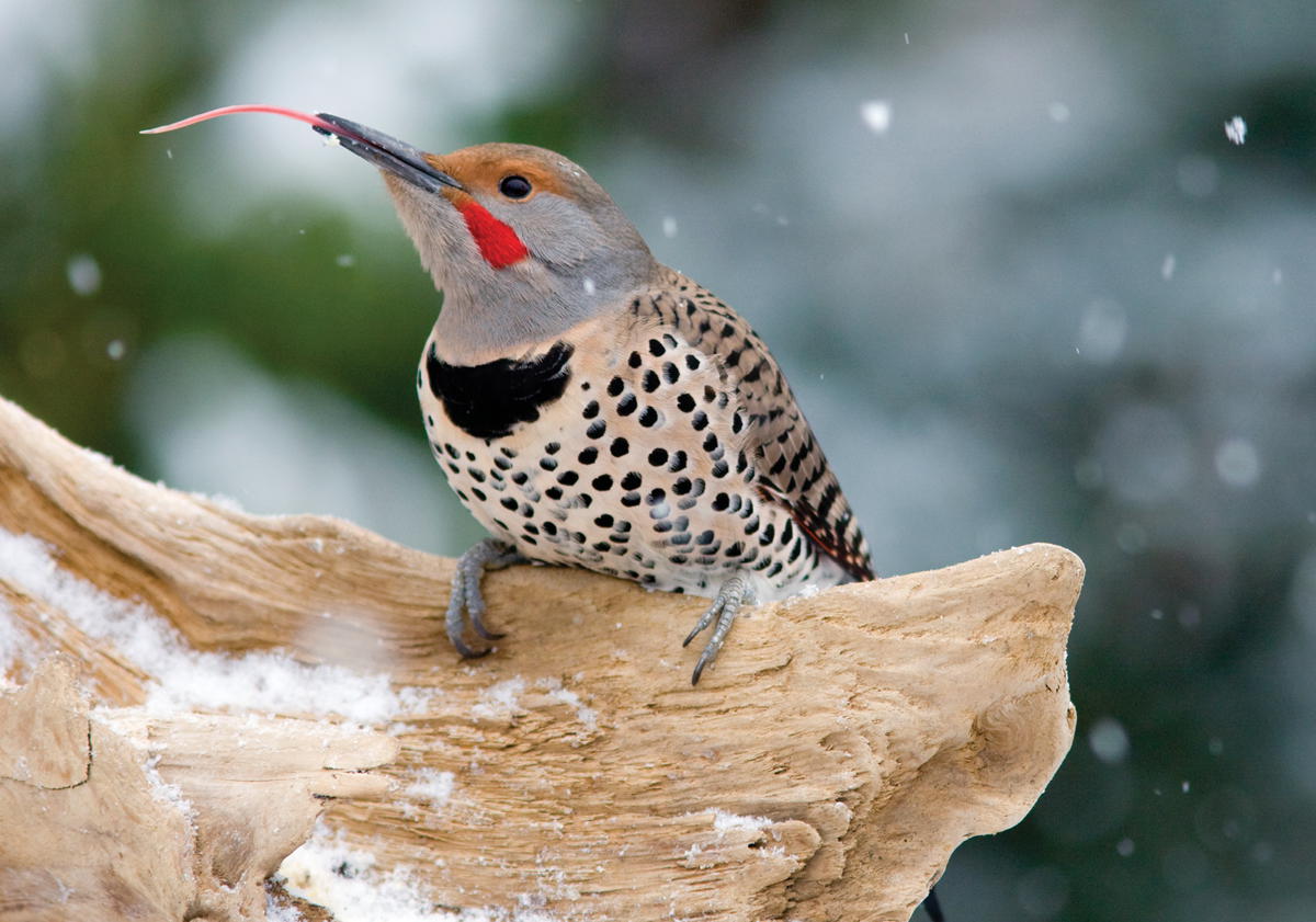 The Northern Flicker possesses the most extensible tongue of all North American - photo 5