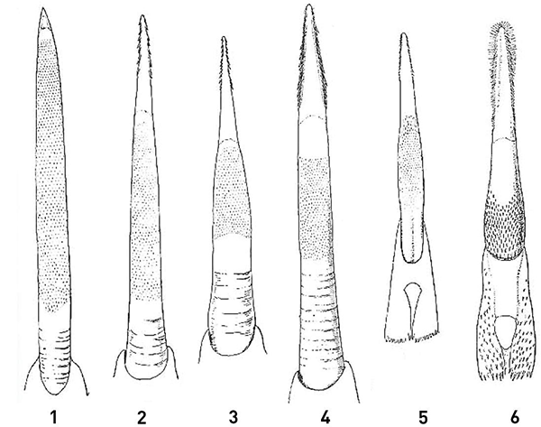 FIGURE 2 Diversity in Woodpecker Tongues The tongue of each woodpecker - photo 7