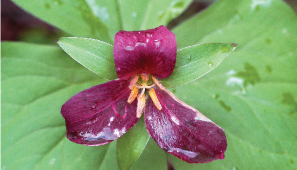 Deep purple of the aging western trillium in late spring It really is a - photo 3