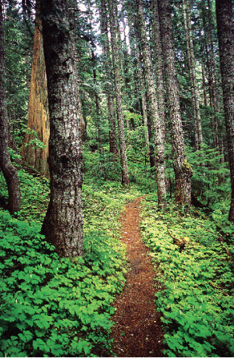 The vanilla-leaf-lined Eastside Trail passing through stands of Pacific silver - photo 5