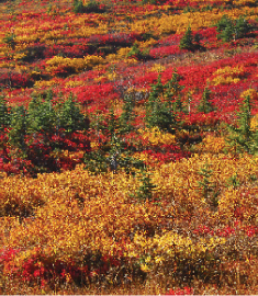 Bold autumn colors carpeting the meadows around Van Trump Park Sunset on - photo 6