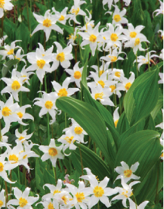 A solid carpet of avalanche lilies a showcase wildflower of Mount Rainier - photo 9