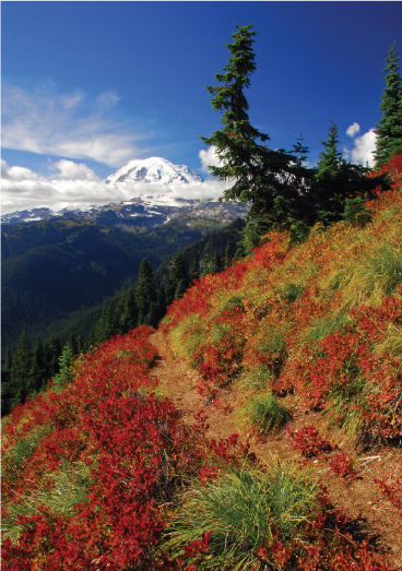 Vivid colors of fall along the upper Shriner Peak trail with views of Mount - photo 2