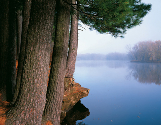 White pines crowd the rocky shoreline of the St Croix River Late-blooming - photo 13