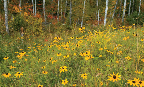 Late-blooming flowers enhance an early blush of fall color in the understory of - photo 14