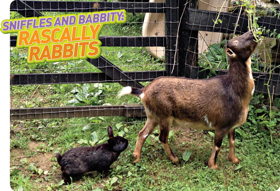 When Babbity the rabbit moved in with Flopsy the goat their owners wondered - photo 5