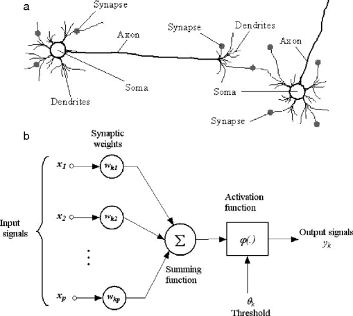 Fig 11 Biological motivations of neural networks a Neuroanatomy of living - photo 1