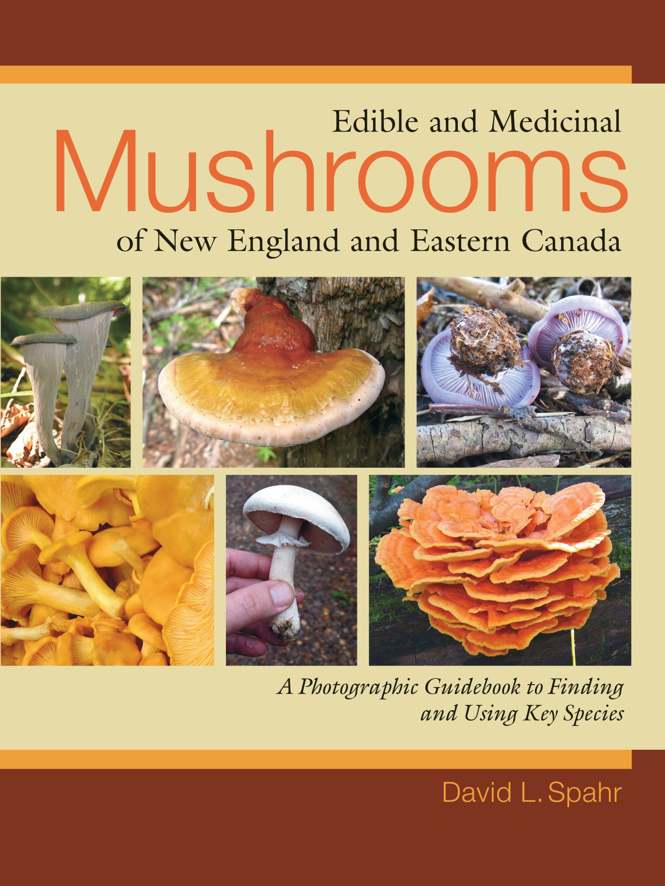 Edible and Medicinal Mushrooms of New England and Eastern Canada - photo 1