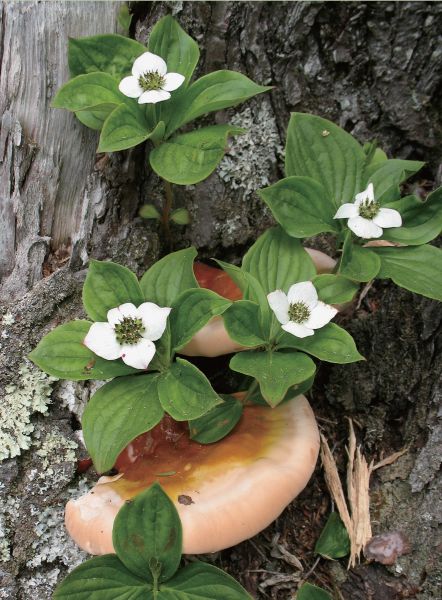 Hemlock Reishi Ganoderma tsugae and Bunchberry Cornus Canadensis F - photo 6