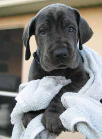 Kunga at about six weeks old Photo by Cindy Davis The room service waiter - photo 4