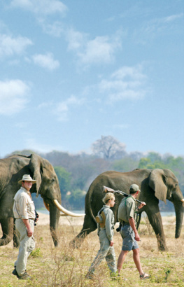 Nolting - Africas Top Wildlife Countries: Botswana, Kenya, Namibia, Rwanda, South Africa, Tanzania, Uganda, Zambia & Zimbabwe