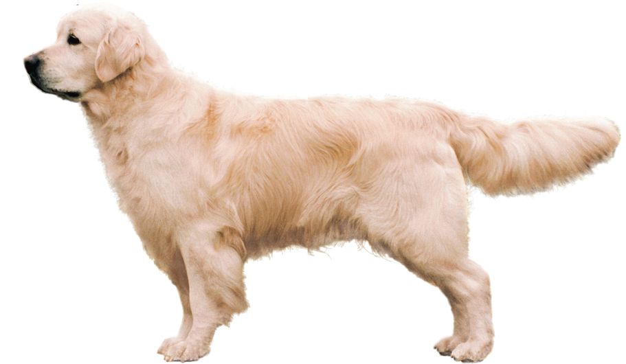 Physical Characteristics of the Golden Retriever from the American Kennel - photo 3