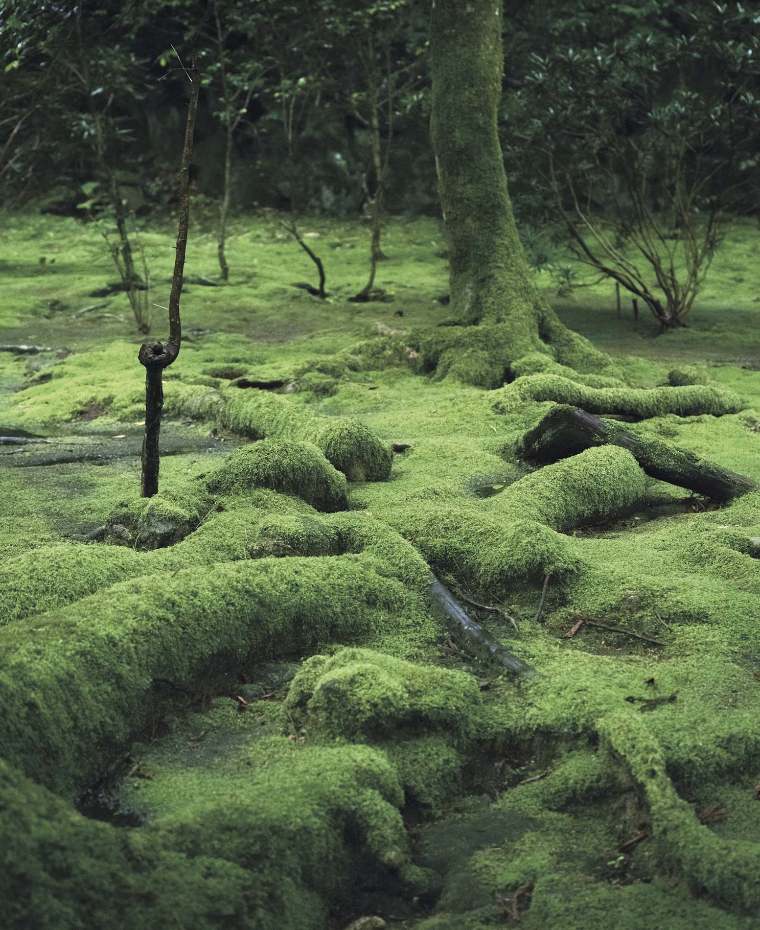 Mosses a world of miniature plants When we visit the countryside it is not - photo 6