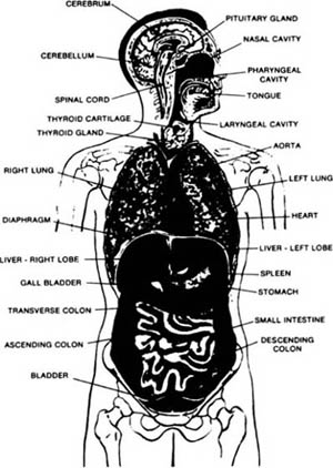 Cause of Death - Colon Neglect The reality and importance of this colon - photo 4