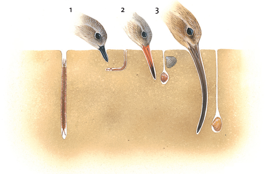 Many wading birds have specially adapted bills that help them extract food from - photo 3