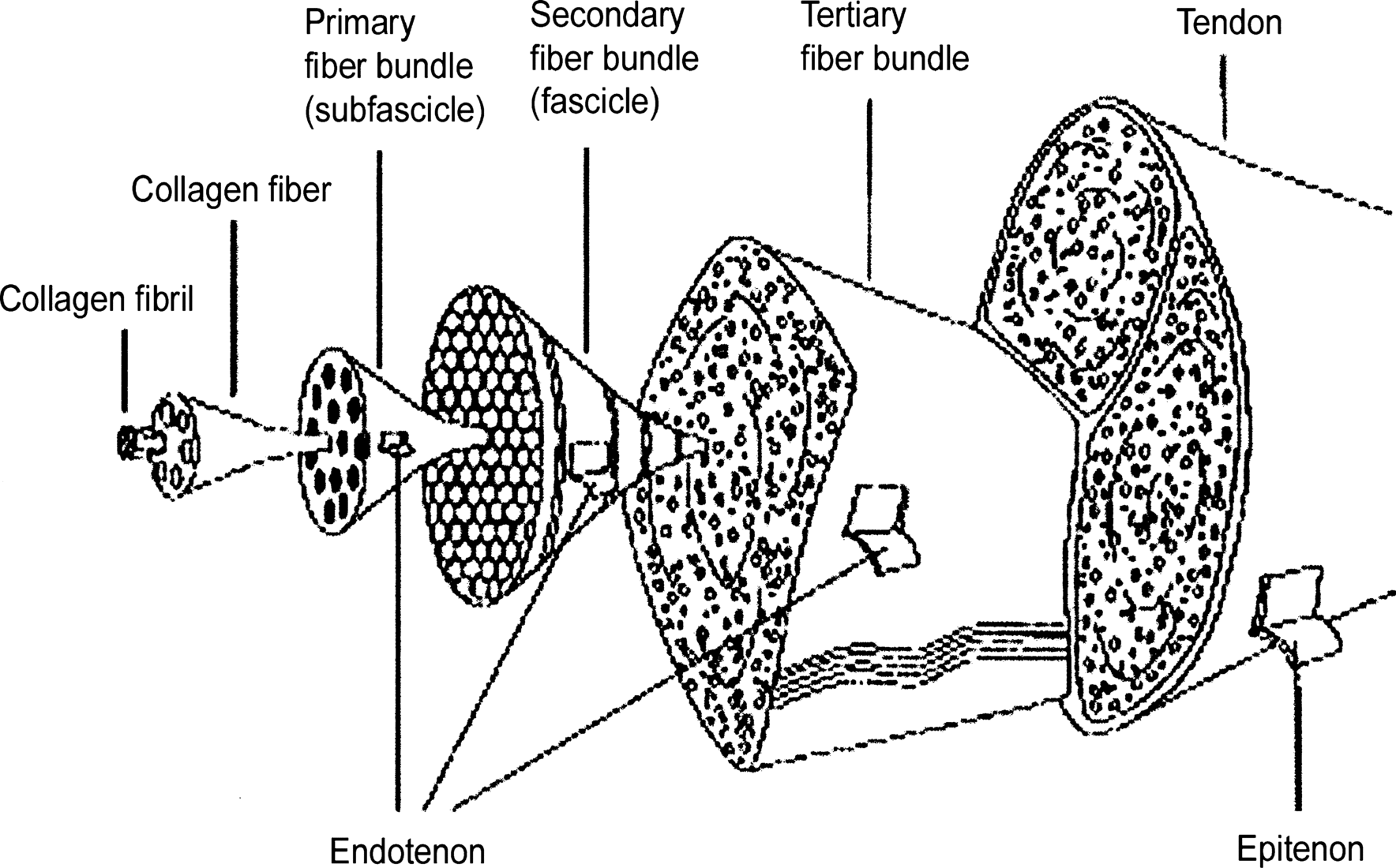 Figure 11 The organization of tendon structure from collagen fibrils to the - photo 1