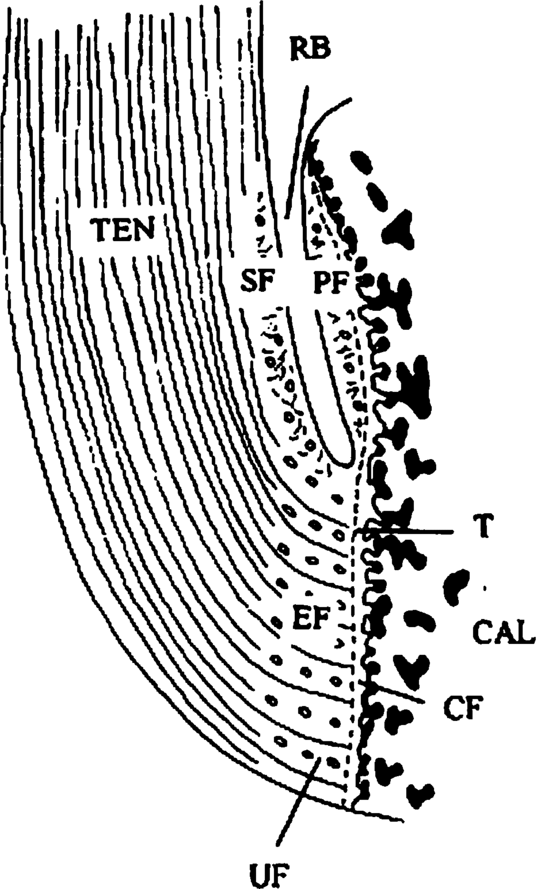 Figure 16 A diagrammatic representation of the attachment of the human - photo 6