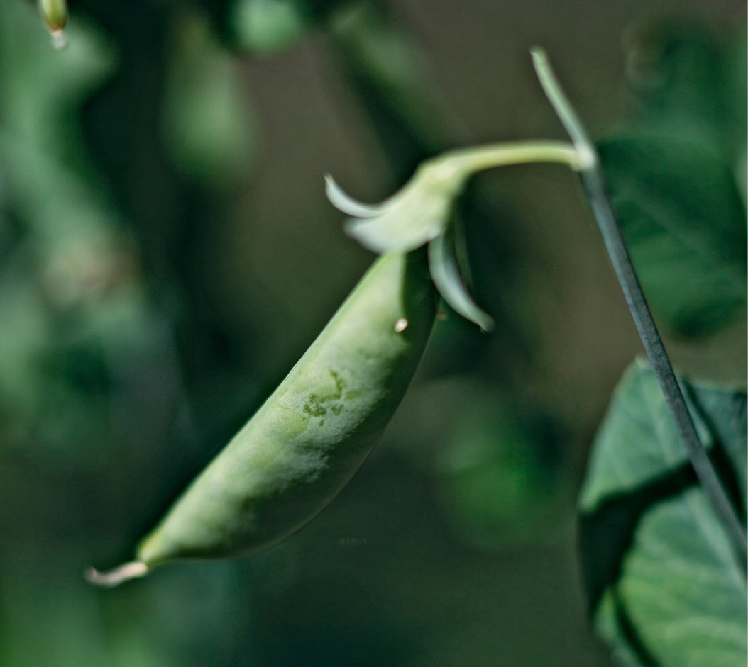 Peas Peas are rich in protein and fiber Use a minimal amount of water when - photo 5