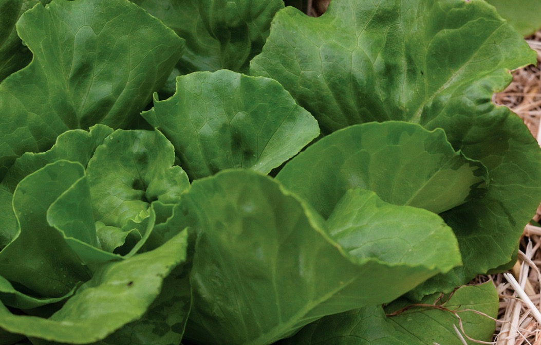 Lettuce Darker-colored lettuces have more nutrients Look for lettuce with no - photo 6