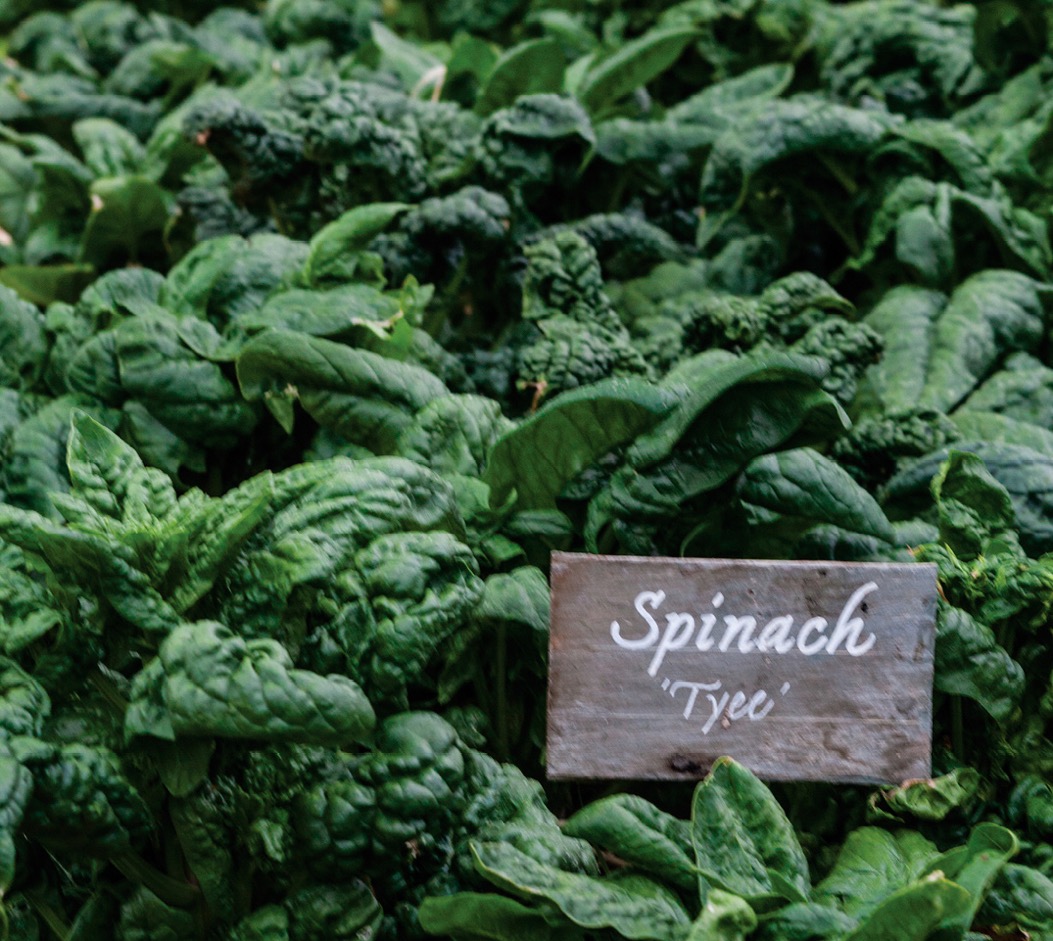 Spinach Spinach leaves come in two varieties flat or curly and can be eaten - photo 8