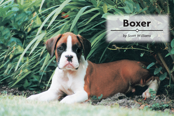 Boxer - image 2