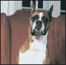 Boxer - image 10