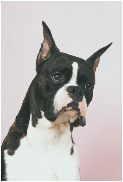 Todays elegant Boxer is light years from the breeds ancestors who were bred to - photo 12