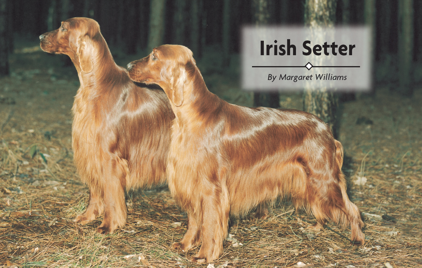 Contents Meet the lovely Irish Setter a breed steeped in ancient lore - photo 2