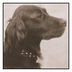 Meet the lovely Irish Setter a breed steeped in ancient lore tracing its - photo 3