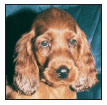 Find out about how to locate a well-bred Irish Setter puppy Discover which - photo 6