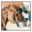 Cover the specifics of taking care of your Irish Setter every day feeding for - photo 7