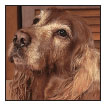 Know when to consider your Irish Setter a senior and what special needs he will - photo 10