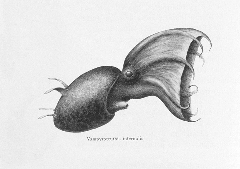 Today we know that Vampyroteuthis was misunderstood The vampire squid from - photo 5