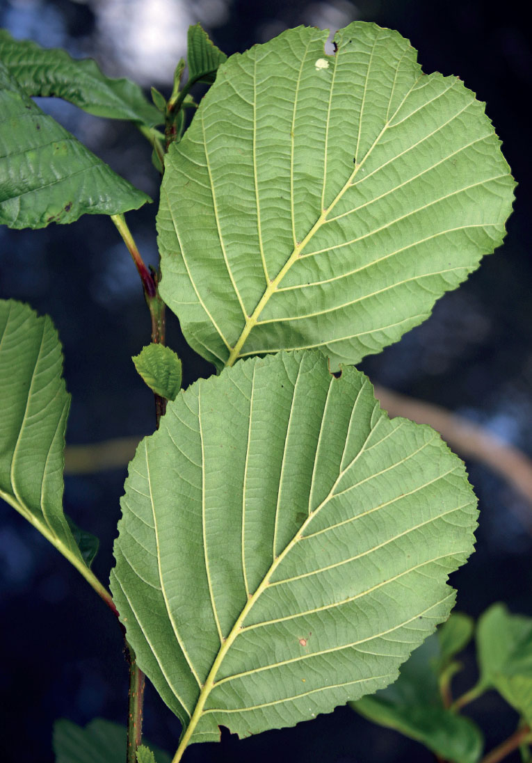 Distinctive leaves of common alder A lder or aller was a valuable tree to our - photo 5
