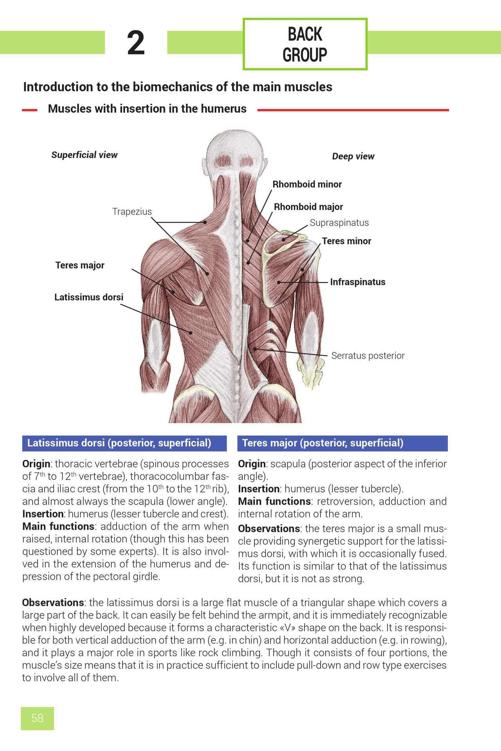 Strength Training Exercises - photo 58