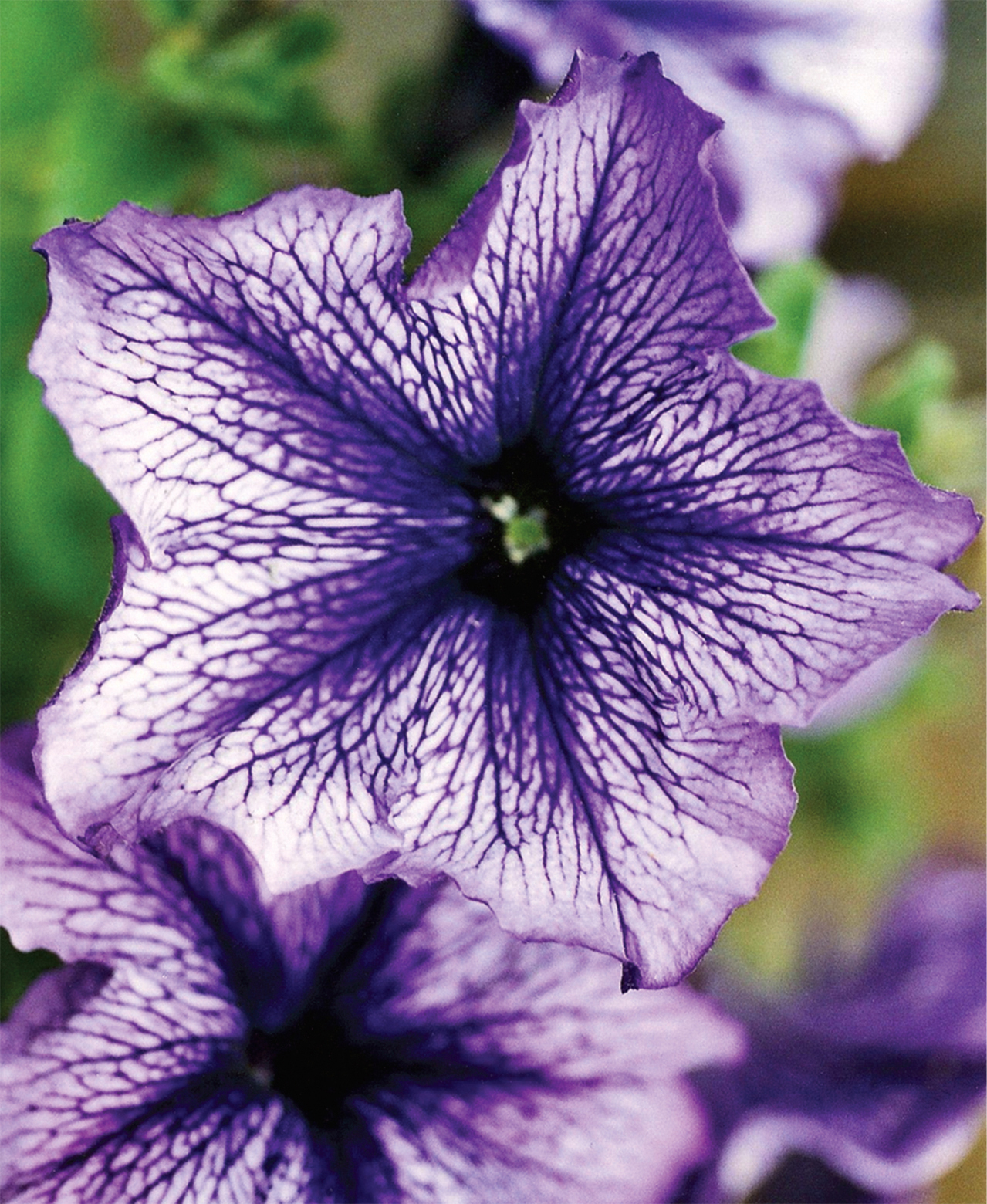 Low-Pollen Petunia - photo 2